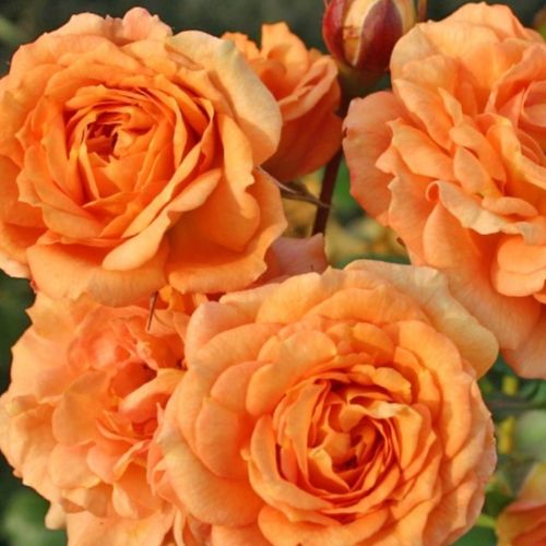 Rosa Bentheimer Gold ® - orange - floribundarosen